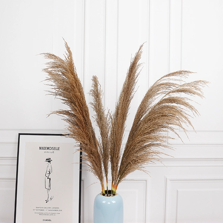 Amazon Fashion Design Natural Dry Pampas 110cm Dry Pampas Reed Arrangement for Decoration