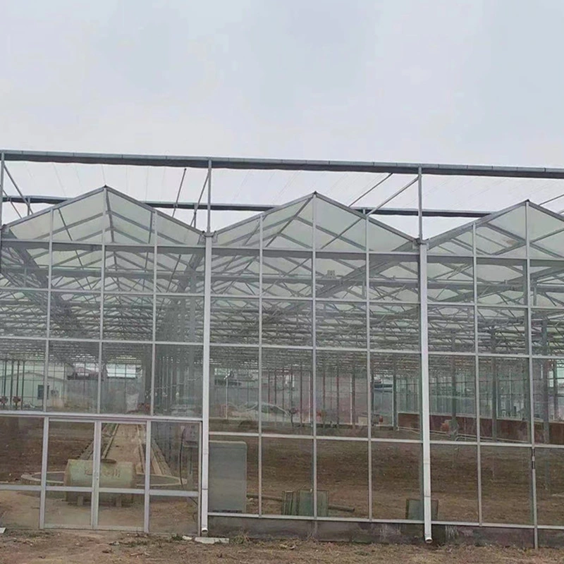 Modern Agriculture Multi Span Glass Greenhouse Venlo Green House with Hydroponics Planting System/Drip Irrigation System