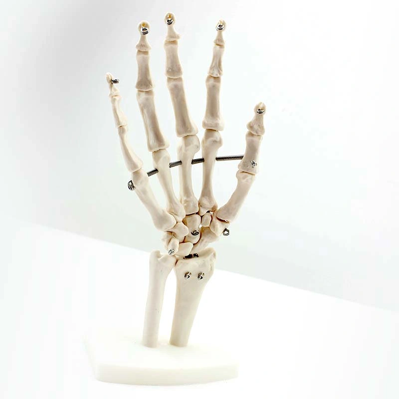 Modèles d'enseignement médical de haute qualité couleur osseuse squelette d'enseignement humain Modèle de main Bone