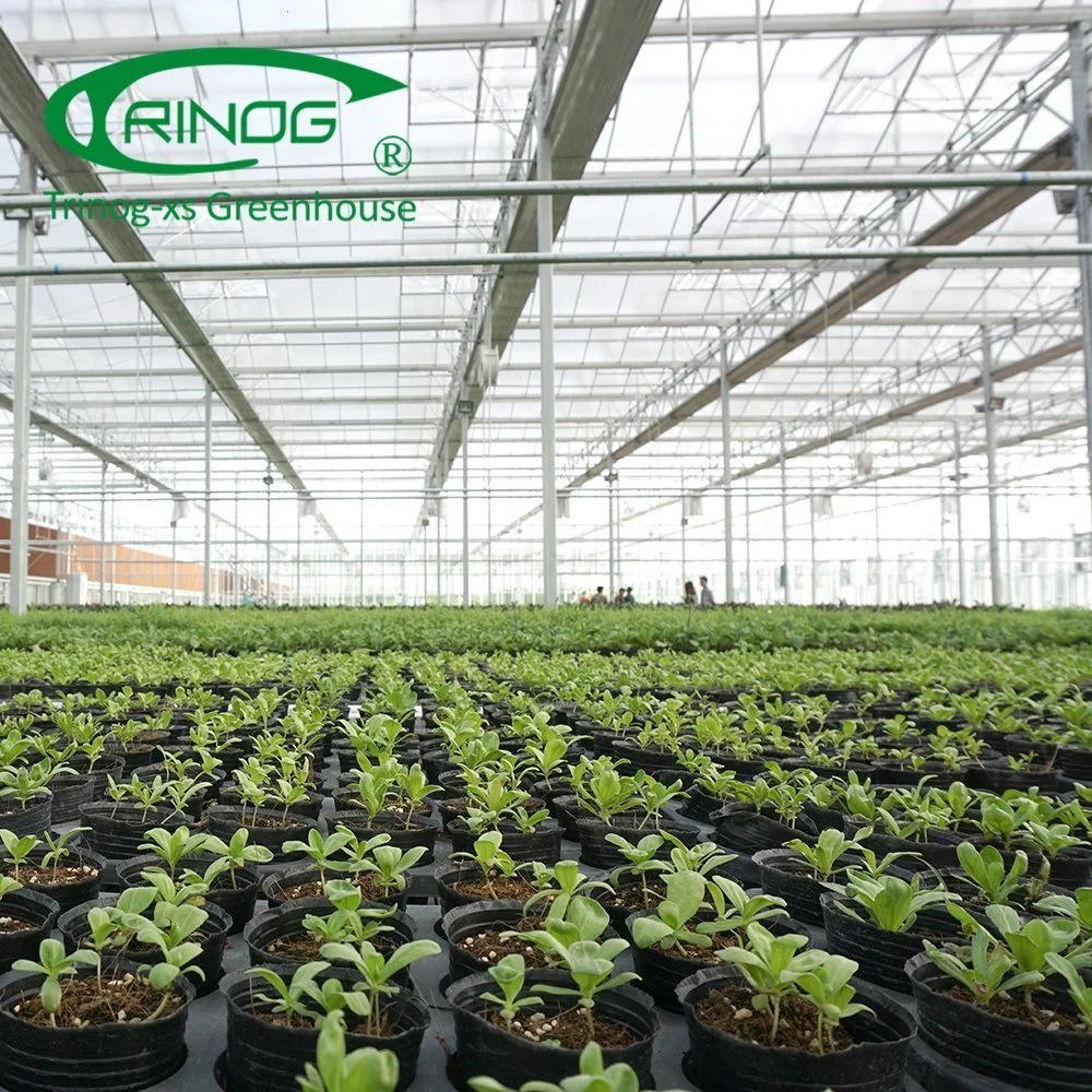 Economical Agricultural Cultivation Hydroponics System Film Multi-span Greenhouse for Vegetable