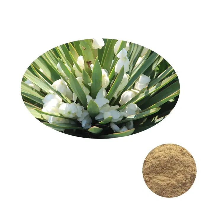 Comercio al por mayor Extracto Natural de las plantas de yuca Original mejor polvo de los extractos de hojas de venta