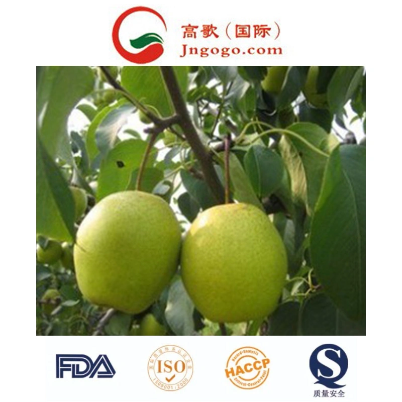 New Crop High quality/High cost performance Fresh Ya Pear Fresh Pear Asian Pear (28/32/36/40/44)