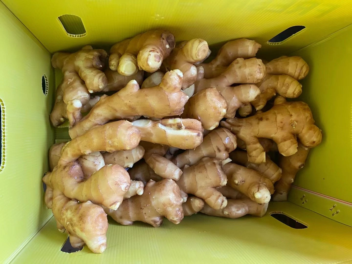 10kg PVC Box Fresh Ginger