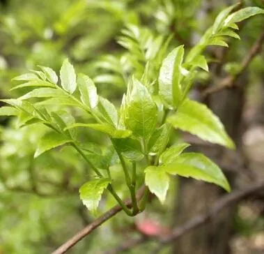 Fábrica chinesa fornecer extractos de ervas 98% Dihydromyricetin Videira Pó Extrato de Chá