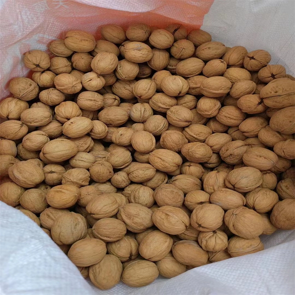 Walnut in Shell Factory Sale Good Price