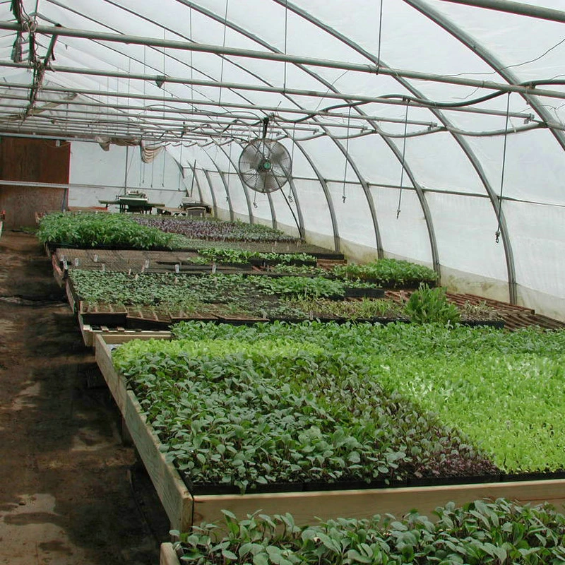 Low Cost Single Span Film Plastic Tunnel Greenhouse Agriculture Used for Growing Tomato
