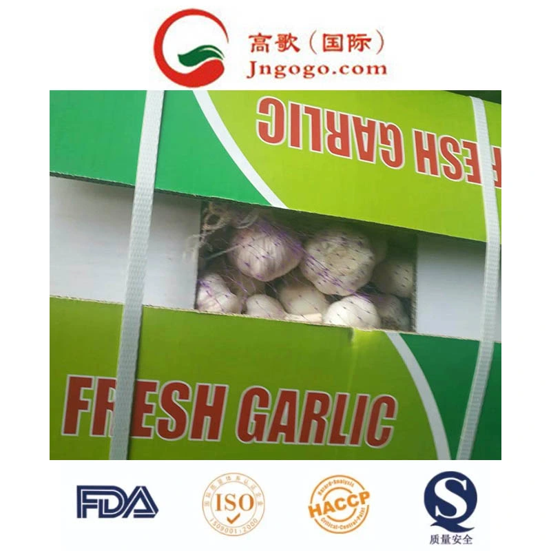 China Fresh Vegetables Fresh Garlic (5.5cm and up)