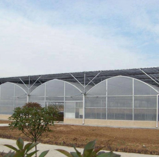 Project-Commercial Hydroponic Greenhouse with Lighting System for Growing Tomatoes