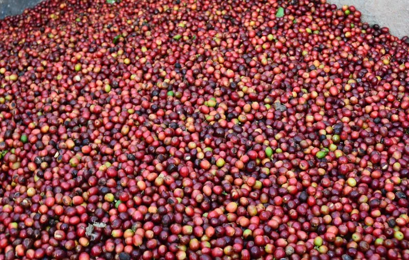Newest Wholesale/Supplier Arabica Roasted Coffee Bean