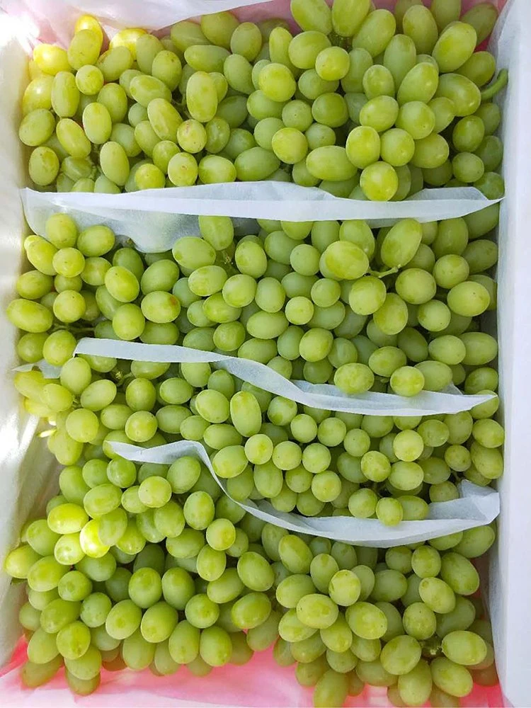 Fresh Green Grape From Yunnan