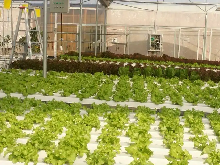 Nft Hydroponic Systems Agricultural Product