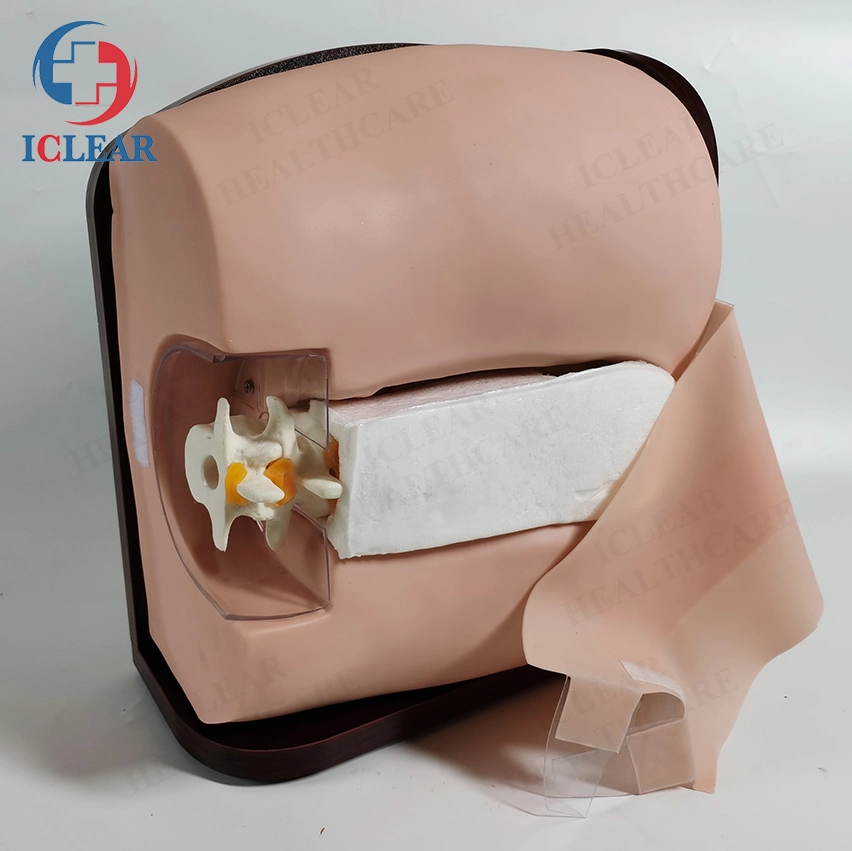 Medical Model Epidural Anesthesia Lumbar Puncture Training Simulator