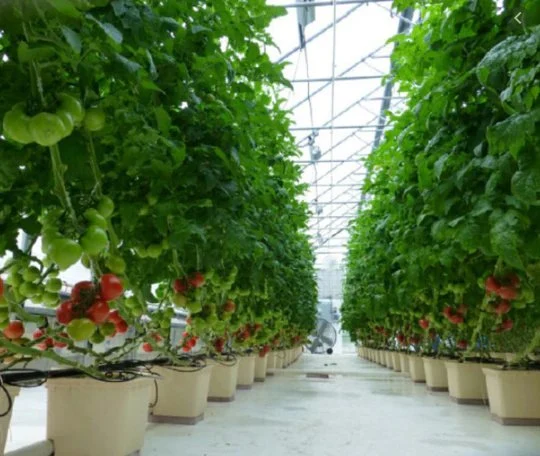 Greenhouse Hydroponic Growing Systems Dutch Bucket Planting System for Tomato Vine Vegetables Growing