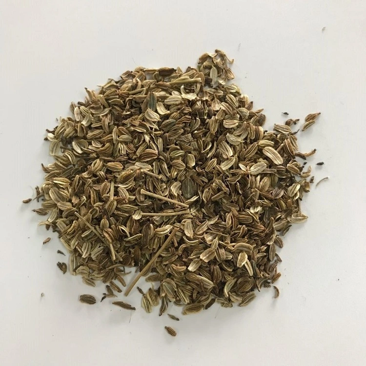 High Germination Rate Herbal Seed Dang Gui Radix Angelica Seed