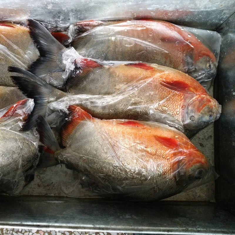 Exportador de pescado congelado IQF congelado rojo Pomfret Pescado de reanimación