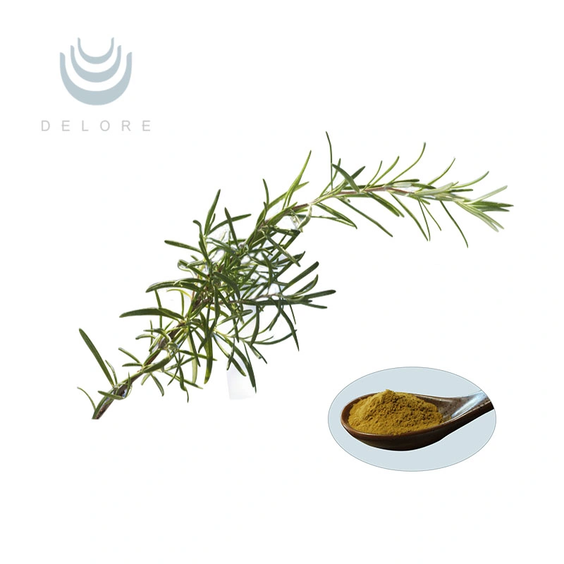 Delore Factory Supply Natural Bulk Rosemary Leaf Extract Powder 20% Carnosic Acid