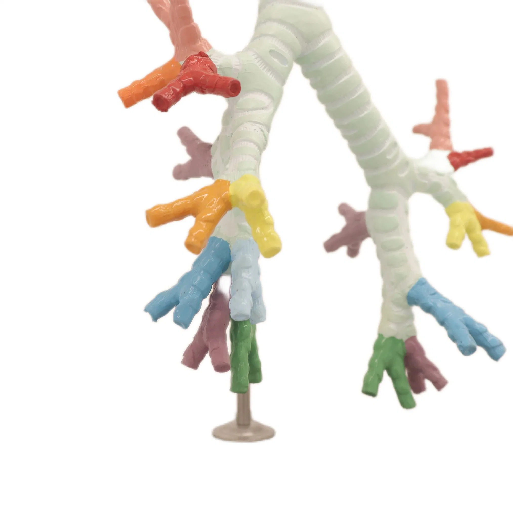 Medical Teaching Models Bone Color Human Adult Skeleton Model of The Trachea and The Bronchus Segment