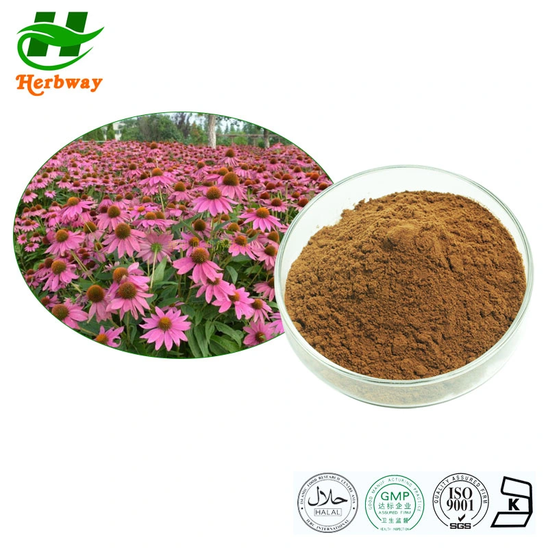 Extracto de plantas de Herbway Alimentos de animales polifenoles Echinacea purpurea Extracto con Polifenoles 4% ácido Chicórico Echinacea purpurea Extracto