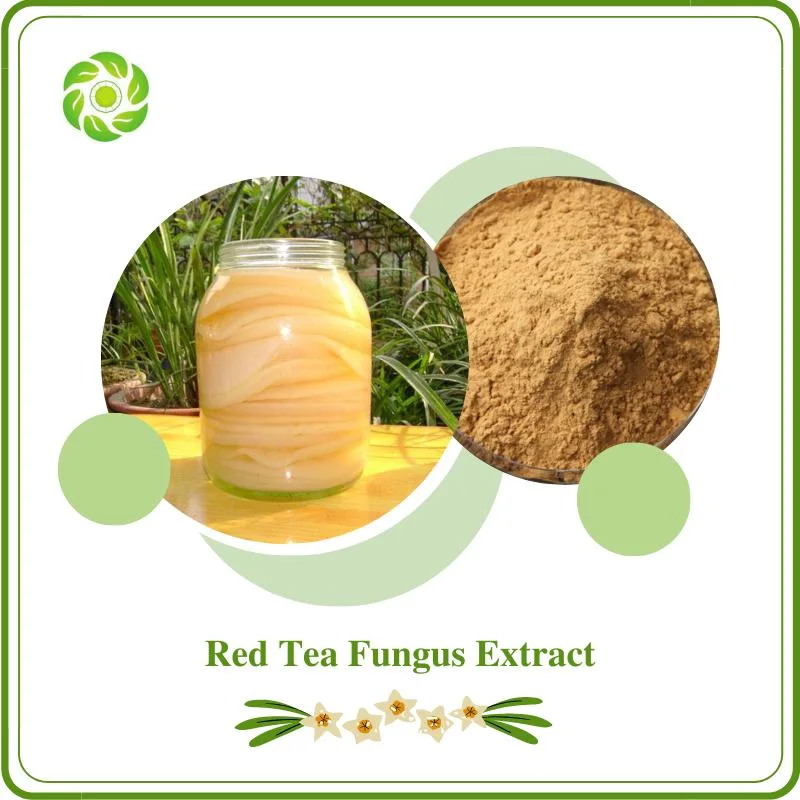 100% Natural Herb Chá vermelho extrato fungo completamente solúvel em água Kombucha Extrato de chá extracto de Kombucha de alta qualidade pó antioxidante Kombucha