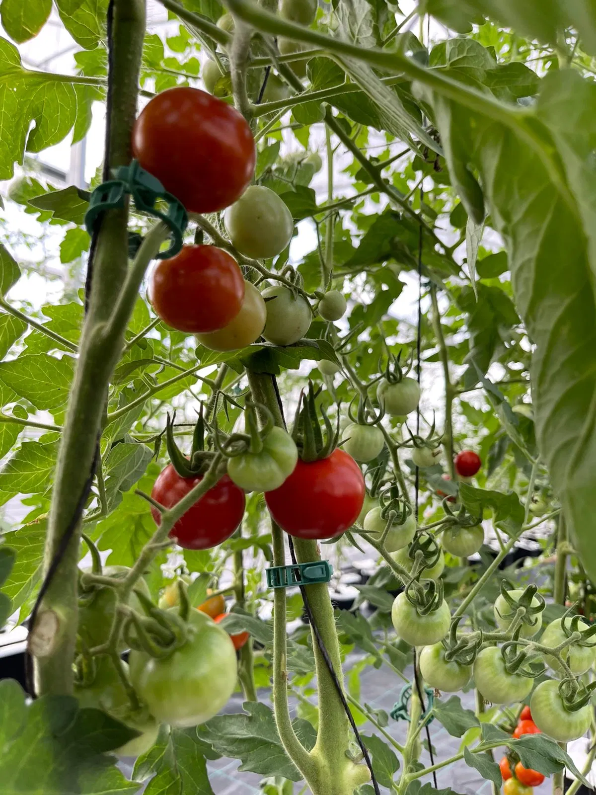 Holandés Maceta de Cultivo de la cuchara de plástico de la cuchara de Bato sistema hidropónico