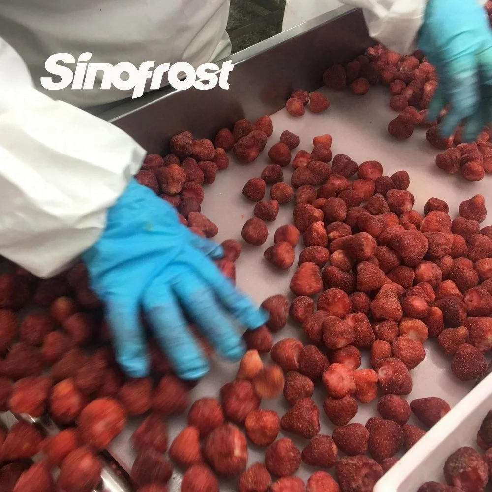 Leading Frozen Berries Manufacturer and Wholesale/Supplier Supplier Whole IQF Strawberries American No. 13 Variety Exporter