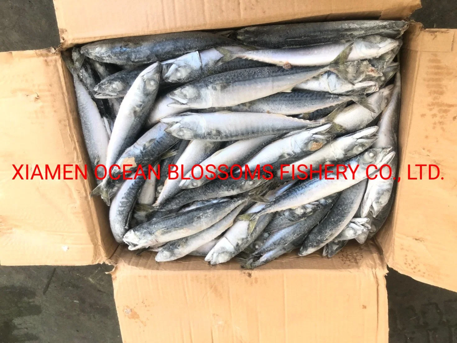 Whole Sale Frozen Mackerel High quality/High cost performance  Sea Frozen Canning Use