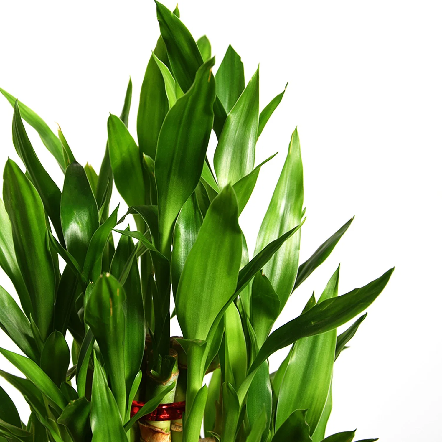 Live Plant Nursery Two Layer Lucky Bamboo Wholesale/Supplier Dracaena Sanderiana