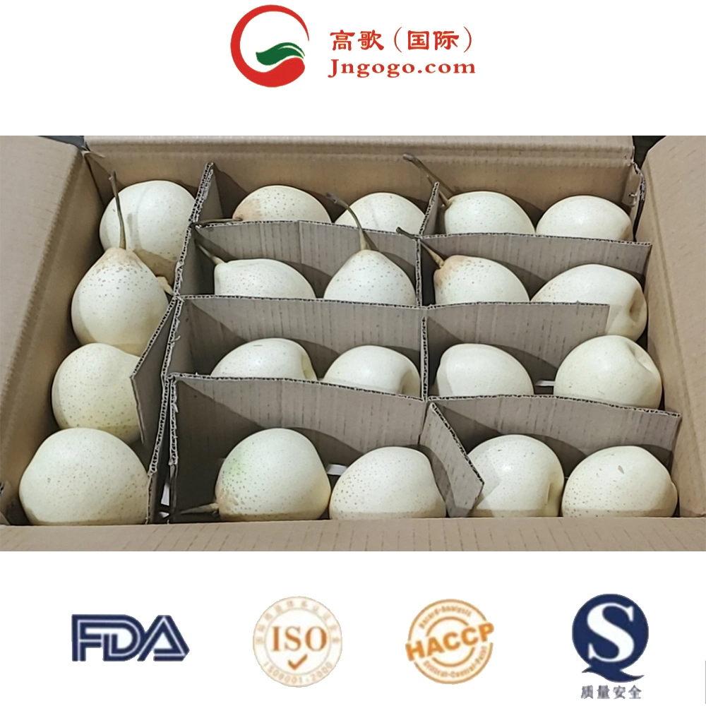 Low Price for Export Shandong New Fresh Pear