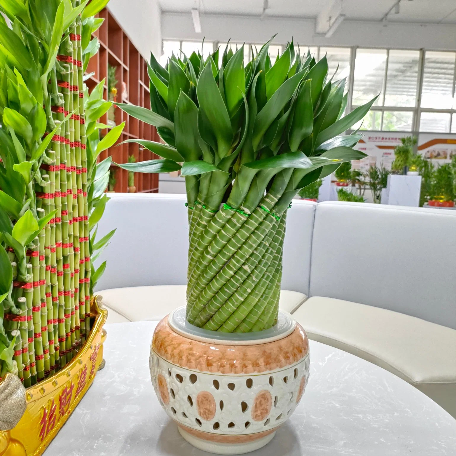 Hydrokultur Pflanze Lucky Wheel Sukkulenten Lucky Bamboo Live Plant Home Dekoration Großhandel/Lieferant