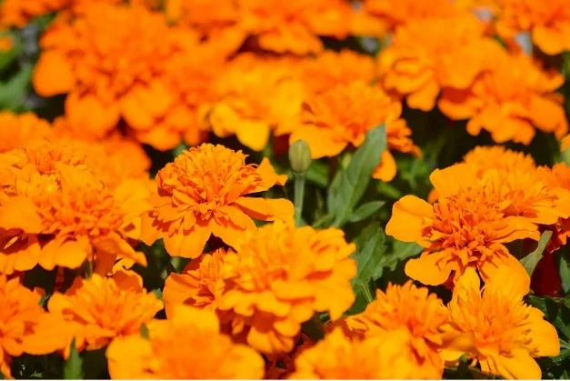 Natural Colorant Marigold Extract 5%-90% Lutein 5%-70% Zeaxanthin Echinacea Purpurea Extract Icariin Eurycomanone Puerarin Pumpkin Seed Extract Mogroside V