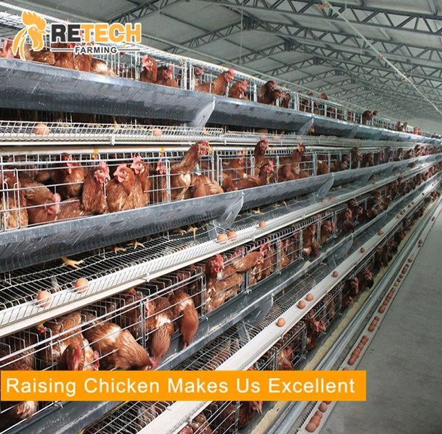 Qingdao A Type Hot DIP Galvanized Automatic Poultry Layer Cage For Sale