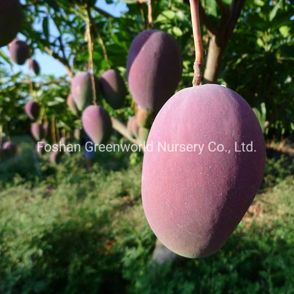 Mangifera indica Mango Tree fabricant de la Chine