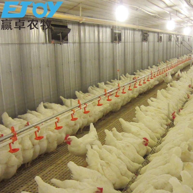 Steel Structure Poultry Farm Equipment Fully Automatic Flat Rearing Broiler Feeder