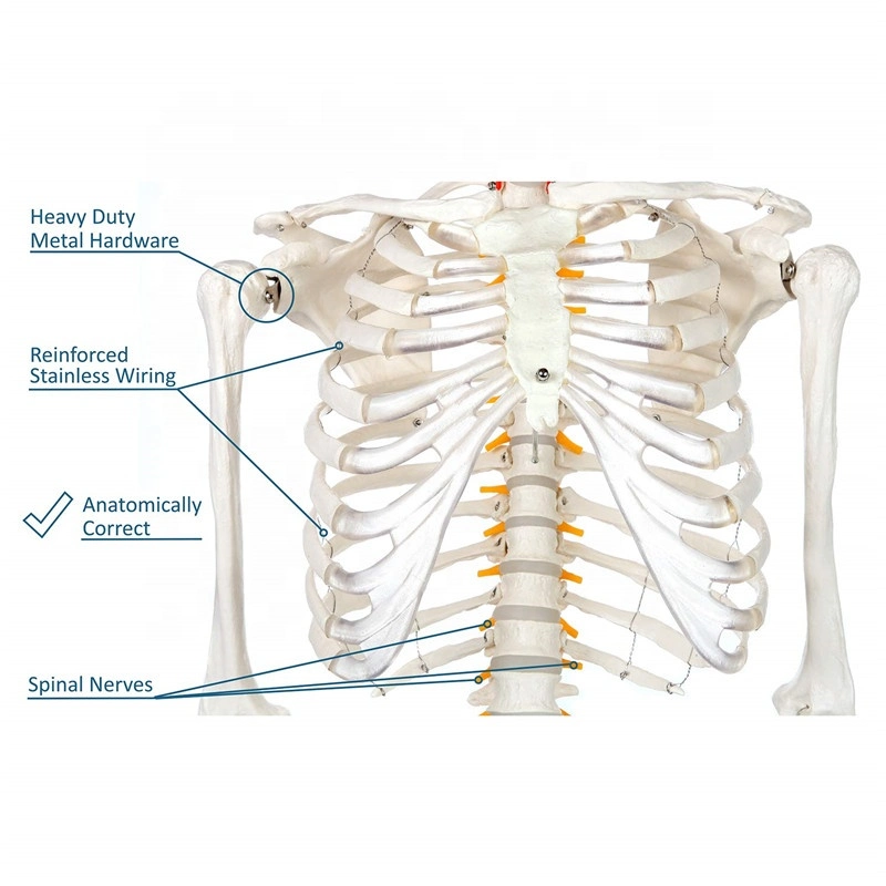 Human Anatomical Skeleton Model