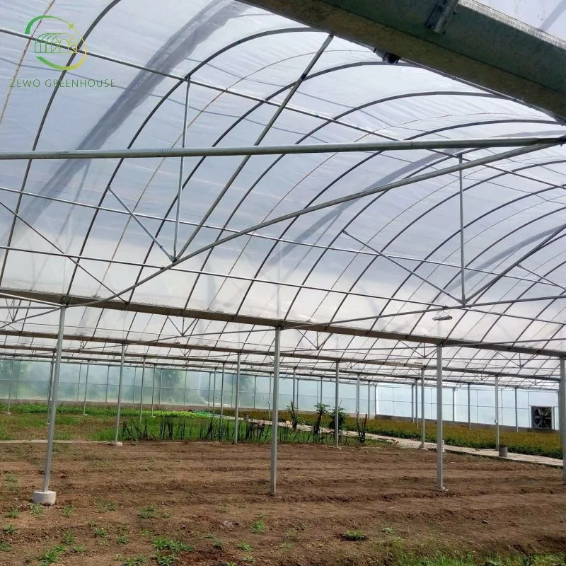 Galvanized Steel Pipe PC Sheet Multi-Span Greenhouse with Hydroponics Irrigation System for Strawberry/Vegetables