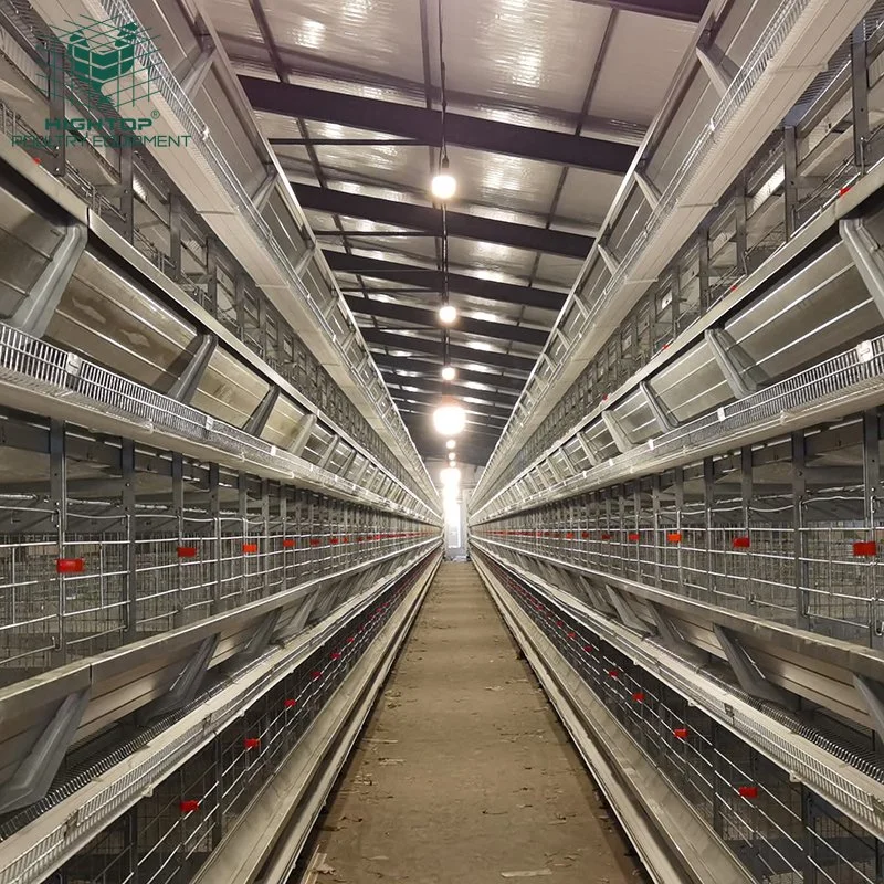 Fully Automatic Layer Chicken Battery Cage with Automatic Feeding System for 10000 Birds