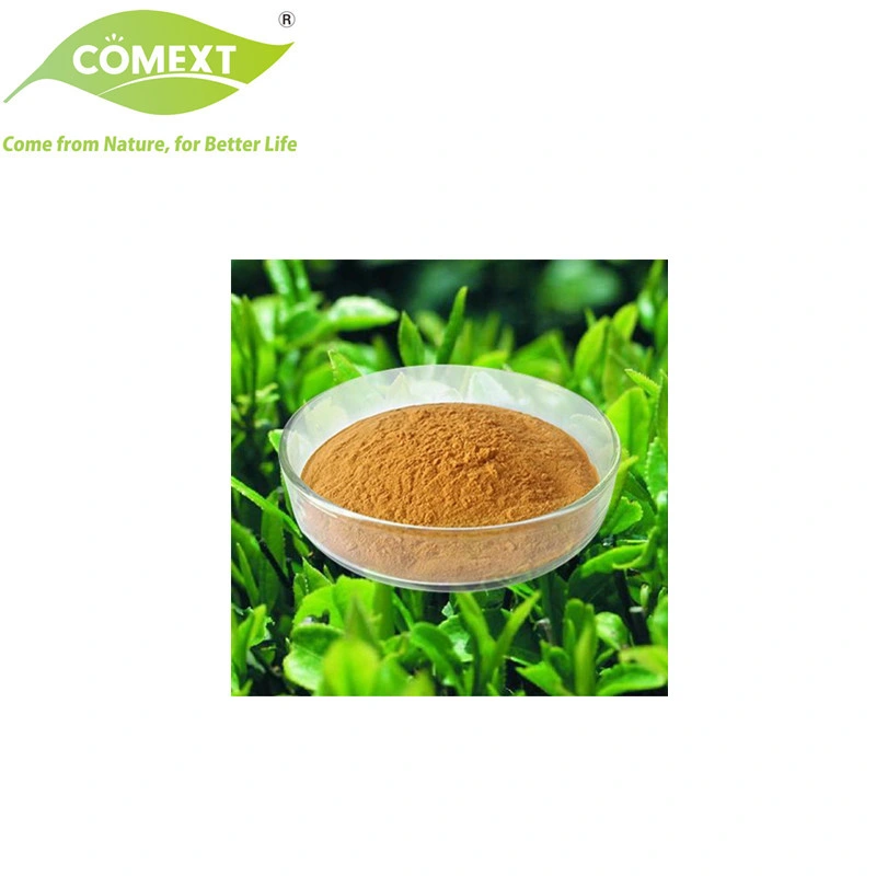 Comext Manufacturer Natural Organic Green Tea with Highest Epigallocatechin Gallate 98% Polyphenols