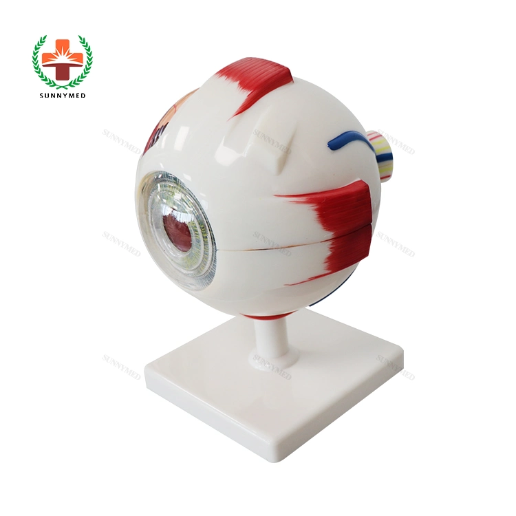 Sy-N023 Ophthaltic modelo educativo de enseñanza médica Anatomía del ojo humano modelo de bola