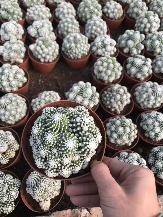 Los dedos de plata de plantas cactáceas Mammillaria Gracilis