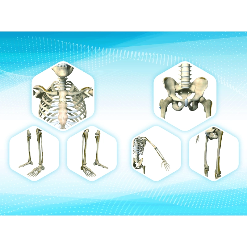 Instrumentos de cirugía ortopédica hueso afeitadora para cirugía de Trauma