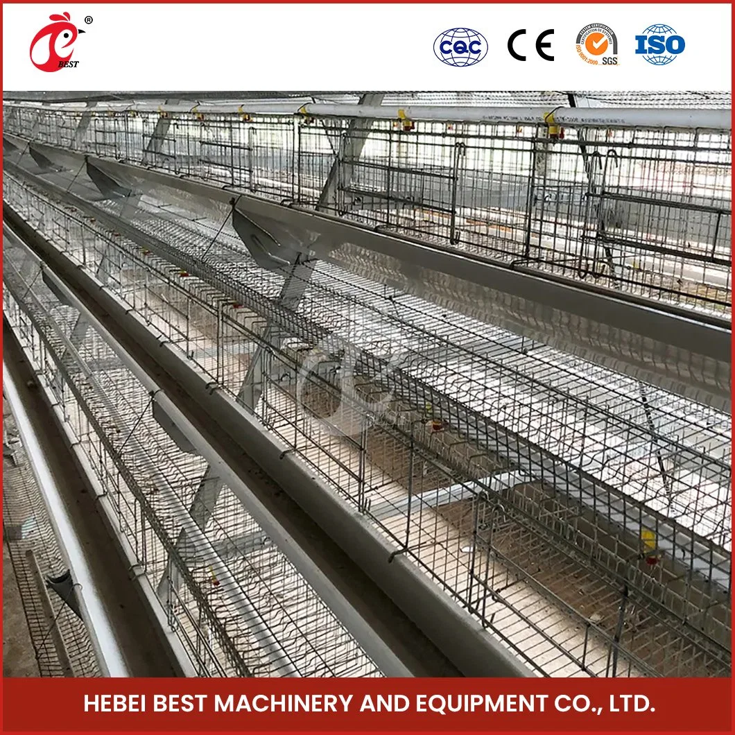 Bestchickencage a Type Small Pullet Cage Breeder Cage China Farmhouse Baby Chicken Coop Manufacturer ODM Custom Plenty Space Features Pullet Battery Cages