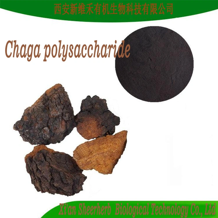 Sheerherb Natural Plant Extract Organic Chaga Mushroom Extract with Polysaccharide 20% Herb Herbal