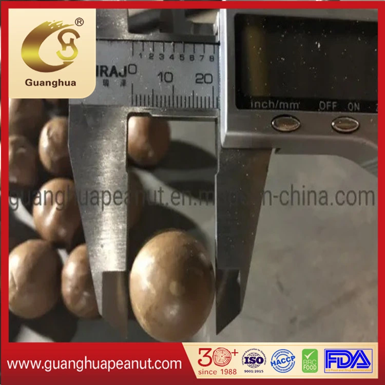 High Grade Roasted Macadamia Nuts with Ce