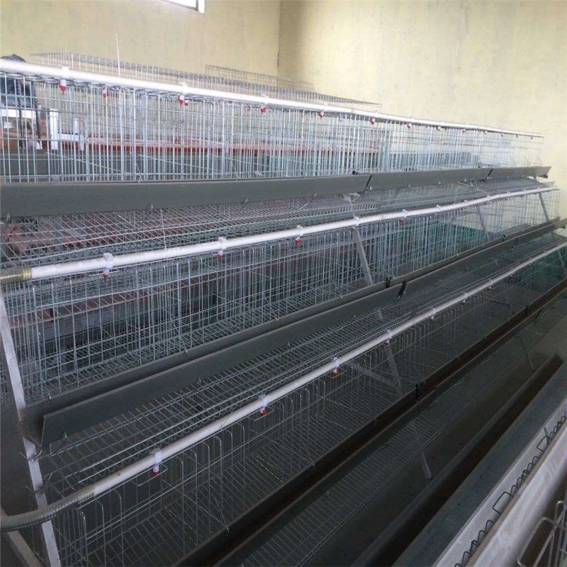 High quality/High cost performance  Full Automatic Steel Poultry Farm with Self Equipment