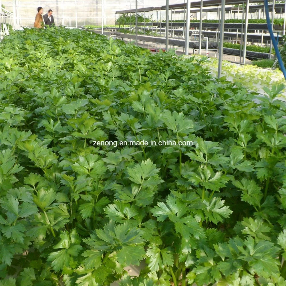 Dwc Water Floating Hydroponics Growing Systems for Strawberry Lettuce in Greenhouse
