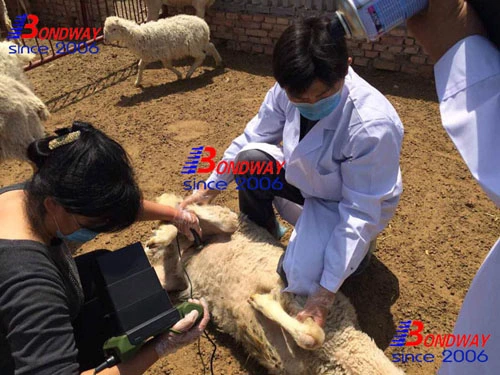 Los productos médicos ecógrafo portátil con batería de litio recargable veterinarias