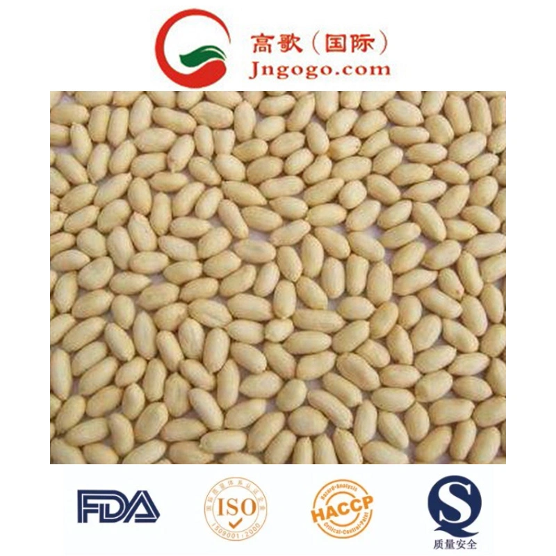 أعلى جودة/New Crop Shandong Peanut Kernel Peanut في شل