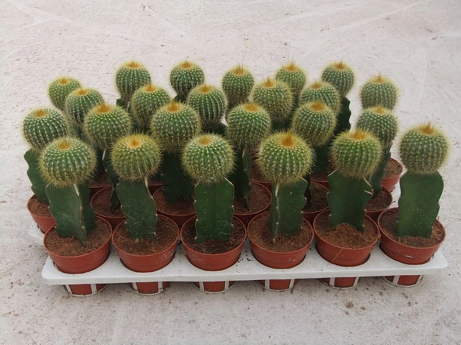 Parodia Leninghausii Cactus Live Plant Indoor and Outdoor Decorative Gift