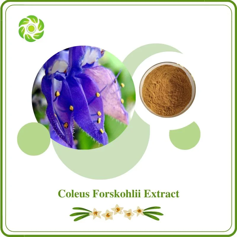 Forskolin 10%-20% Ayurveda Traditional Medicine Nutritional Supplements Reduces Intraocular Pressure European Standard Coleus Forskohlii Extract