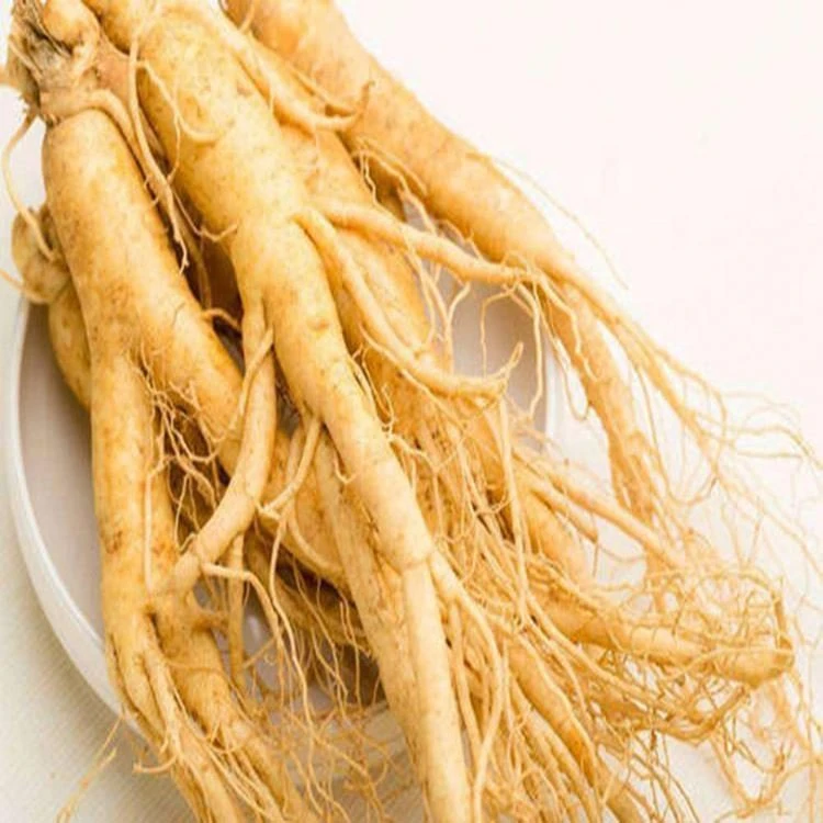 Alta qualidade natural a granel granel cultivadas artificialmente Ginseng Medicamentos Chineses Frezon materiais ginseng americano